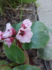 Bergenia crassifolia