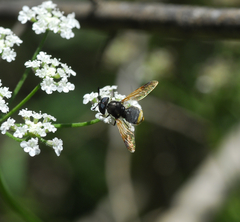 Hoplitimyia mutabilis