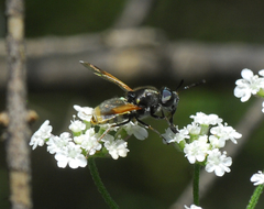 Hoplitimyia mutabilis