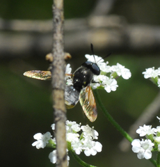 Hoplitimyia mutabilis