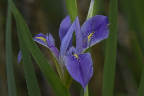 Iris image