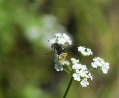 Hoplitimyia mutabilis