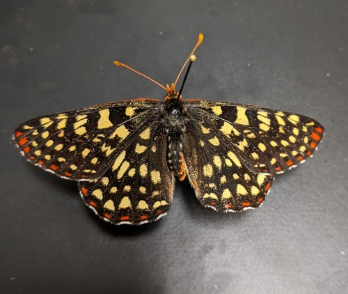 iNaturalist observation photo of Variable Checkerspot