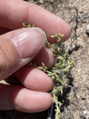 Pectocarya recurvata