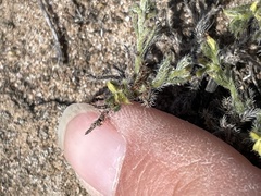 Pectocarya recurvata