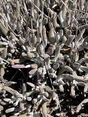 Dudleya attenuata attenuata