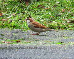 Passer domesticus
