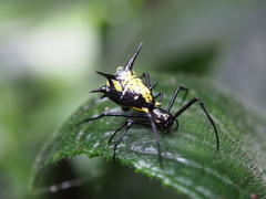 Micrathena vigorsi