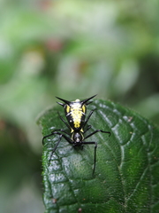 Micrathena vigorsi