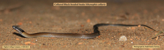 Sibynophis collaris