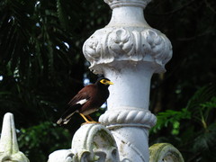 Acridotheres tristis
