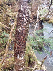 Didymosphaeria oregonensis