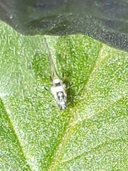 Eucarazzia elegans