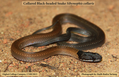 Sibynophis collaris