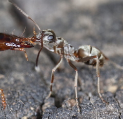 Formica cinerea