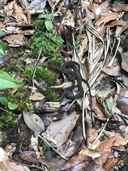 Dendrophidion paucicarinatum