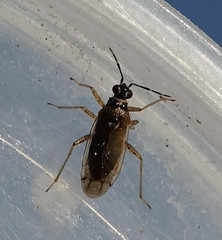 Dicyphus globulifer
