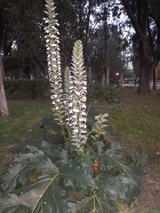 Acanthus mollis
