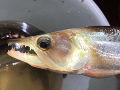 Acestrorhynchus heterolepis