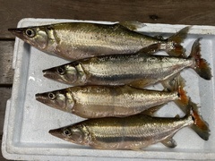 Acestrorhynchus heterolepis