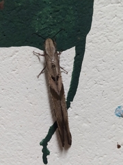 Lachlathetes moestus