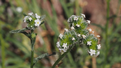 Cryptantha pterocarya pseudocycloptera