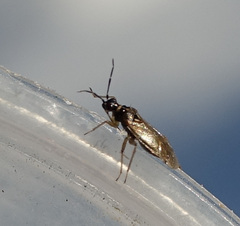 Dicyphus globulifer