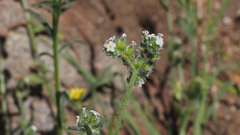 Cryptantha pterocarya pseudocycloptera