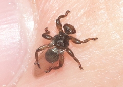 Lipoptena depressa