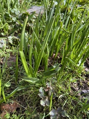 Leucojum aestivum