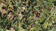 Cryptantha pterocarya pseudocycloptera