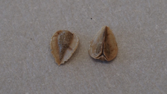 Cryptantha pterocarya pseudocycloptera