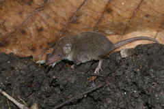 Crocidura monticola