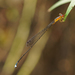 Psaironeura angeloi - Photo (c) Cameron Eckert, algunos derechos reservados (CC BY-NC), subido por Cameron Eckert