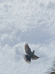 Streptopelia decaocto
