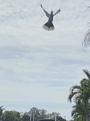 Streptopelia decaocto