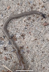 Tantilla
