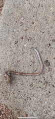 Tantilla