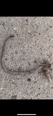Tantilla