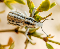 Ophryastes geminatus