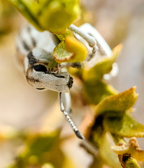 Ophryastes geminatus