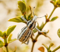 Ophryastes geminatus