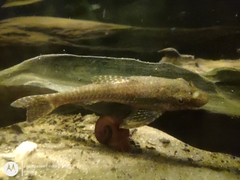 Otocinclus