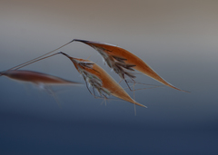 Monocymbium ceresiiforme