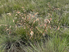 Monocymbium ceresiiforme