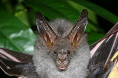 Megaderma spasma
