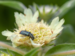 Haplomalachius flabellatus