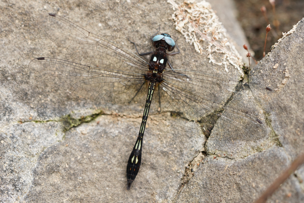 Ivory-striped Sylph