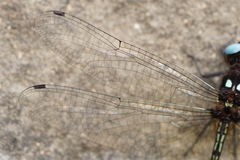 Macrothemis imitans