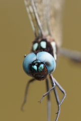 Macrothemis imitans